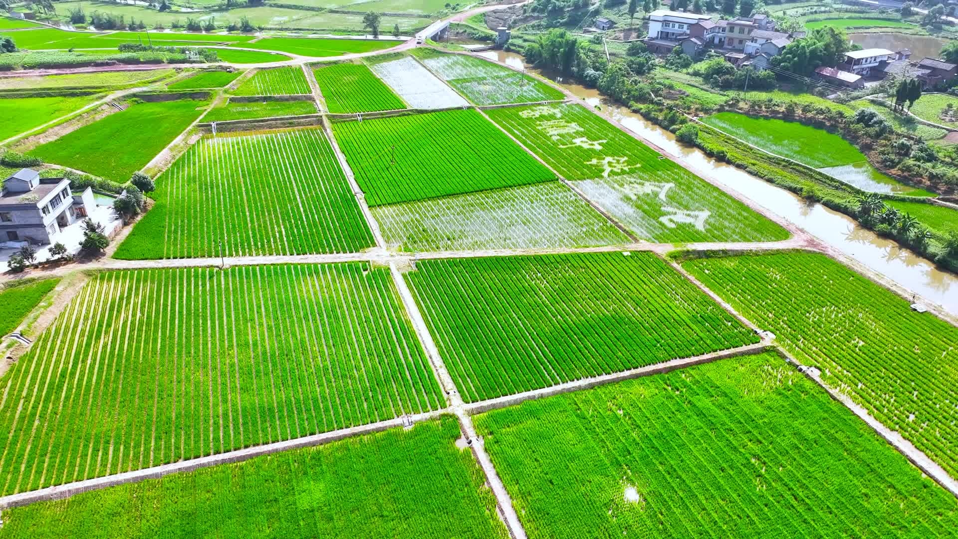 四川富顺高标准农田项目